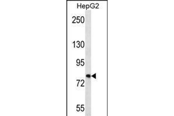 FNDC7 抗体  (C-Term)