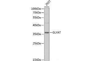 Western blot analysis of extracts of 293T cells using GLYAT Polyclonal Antibody at dilution of 1:3000. (GLYAT 抗体)