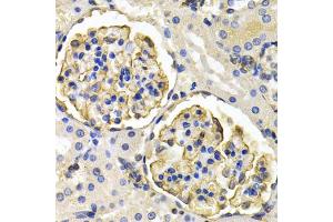 Immunohistochemistry of paraffin-embedded rat kidney using KLKB1 antibody (ABIN1876506) at dilution of 1:200 (40x lens). (KLKB1 抗体)