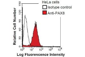 HeLa cells were fixed in 2% paraformaldehyde/PBS and then permeabilized in 90% methanol. (PAX8 抗体)