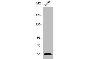Western Blot analysis of HuvEc cells using ER81 Polyclonal Antibody (ETV1 抗体  (N-Term))