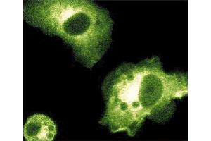 Immunofluorescence staining of mouse macrophages stimulated with 10 ng/mL IFNgamma and 1 myg/mL LPS. (NOS2 抗体  (AA 961-1144))