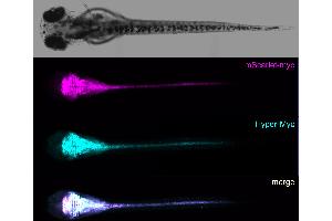 Whole mount of 2 dpf transgenic zebrafish expressing in the CNS the myc-epitope as a fusion to a fluorescent protein stained with recombinant Hyper-Myc Mouse and fluorescently labelled secondary antiy-mouse Fc antibody (Recombinant Myc 标记 抗体  (AA 408-439))