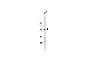 Anti-TPH1 Antibody (N-term) at 1:500 dilution + 293 whole cell lysate Lysates/proteins at 20 μg per lane. (Tryptophan Hydroxylase 1 抗体  (N-Term))