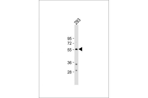 Tryptophan Hydroxylase 1 抗体  (N-Term)