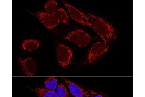 Confocal immunofluorescence analysis of U2OS cells using MTX2 Polyclonal Antibody at dilution of 1:100. (MTX2 抗体)