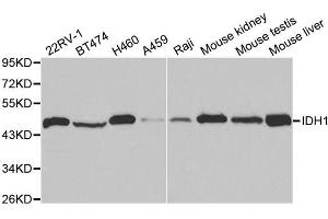 Western blot analysis of extracts of various cell lines, using IDH1 antibody. (IDH1 抗体)