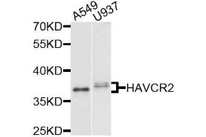 Western blot analysis of extracts of various cell lines, using HAVCR2 antibody. (TIM3 抗体  (AA 22-202))