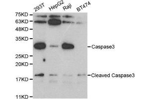 Western blot analysis of extracts of various cell lines, using CASP3 antibody. (Caspase 3 抗体  (AA 55-160))