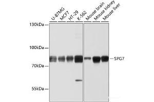 SPG7 抗体