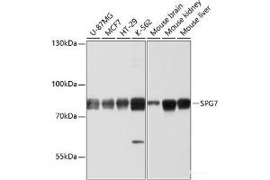 Western blot analysis of extracts of various cell lines using SPG7 Polyclonal Antibody at dilution of 1:1000. (SPG7 抗体)