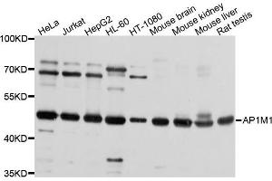 Western blot analysis of extracts of various cells, using AP1M1 antibody. (AP1M1 抗体)