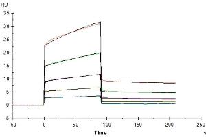 OKT3 captured on CM5 Chip via Protein A can bind Mouse Fc gamma RIII, His Tag with an affinity constant of 0. (Fc gamma RII (CD32) (AA 32-215) protein (His tag))