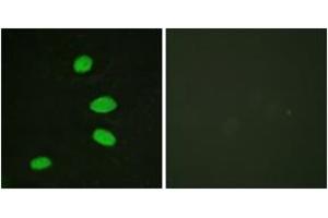 Immunofluorescence (IF) image for anti-Retinoblastoma-Like 2 (p130) (RBL2) (AA 918-967) antibody (ABIN2888776) (p130 抗体  (AA 918-967))