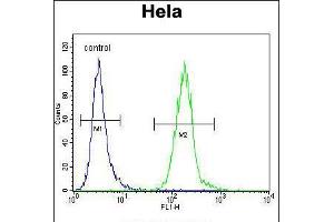 Flow cytometric analysis of Hela cells (right histogram) compared to a negative control cell (left histogram). (LDLRAD2 抗体  (AA 132-160))