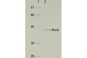 SDS-PAGE (SDS) image for RecA (Active) protein (ABIN2452179) (RecA (Active) 蛋白)