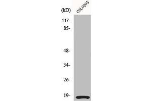 Western Blot analysis of COLO205 cells using MRLC2 Polyclonal Antibody