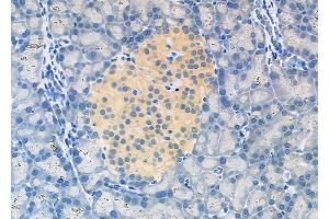ABIN6262602 and ABIN6278905 at 1/100 staining Rat pancreatic tissue by IHC-P. (INSL5 抗体  (Internal Region))
