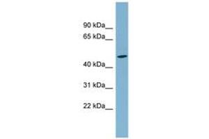 Image no. 1 for anti-Solute Carrier Family 25 (Mitochondrial Carrier, Phosphate Carrier), Member 24 (SLC25A24) (N-Term) antibody (ABIN6741723)