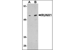 Western blot analysis of RUNX1 in Raji cell lysate with this product at (A) 1 and (B) 2 μg/ml. (RUNX1 抗体  (Center))