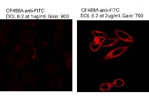 Immunofluorescence Microscopy of Mouse Anti-Fluorescein antibody. (Fluorescein 抗体)