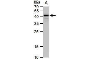 Western Blotting (WB) image for anti-POU Class 5 Homeobox 1 (POU5F1) antibody (ABIN2855068)