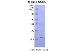 SDS-PAGE (SDS) image for Cubilin (Intrinsic Factor-Cobalamin Receptor) (CUBN) (AA 3511-3623) protein (His tag) (ABIN1877552) (CUBN Protein (AA 3511-3623) (His tag))