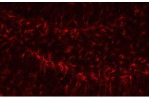 Immunofluorescence (IF) image for anti-Glial Fibrillary Acidic Protein (GFAP) (C-Term) antibody (ABIN3020751) (GFAP 抗体  (C-Term))