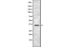 Western blot analysis of TAS2R42 using 293 whole cell lysates (TAS2R42 抗体)