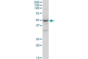 Western Blotting (WB) image for anti-GATA Binding Protein 1 (Globin Transcription Factor 1) (GATA1) (AA 123-199) antibody (ABIN515943)