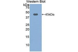 Western Blotting (WB) image for anti-Fibulin 1 (FBLN1) (AA 127-243) antibody (ABIN1858810) (Fibulin 1 抗体  (AA 127-243))