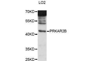 Western blot analysis of extracts of LO2 cells, using PRKAR2B antibody (ABIN6291856) at 1:3000 dilution. (PRKAR2B 抗体)