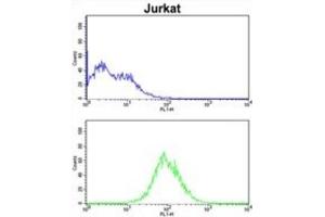Flow Cytometry (FACS) image for anti-Cell Division Cycle Associated 3 (CDCA3) antibody (ABIN3002713) (CDCA3 抗体)
