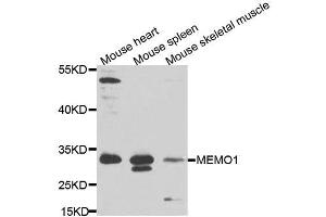 Western blot analysis of extracts of various cell lines, using MEMO1 antibody (ABIN5995855) at 1/1000 dilution.
