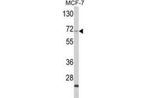Western Blotting (WB) image for anti-Zyg-11 Family Member A, Cell Cycle Regulator (ZYG11A) antibody (ABIN3003864)