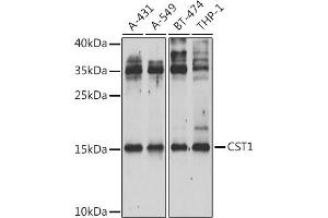 Western blot analysis of extracts of various cell lines, using CST1 Antibody (ABIN6133050, ABIN6139145, ABIN6139147 and ABIN6222245) at 1:1000 dilution. (CST1 抗体  (AA 20-141))