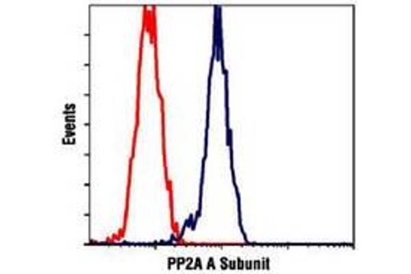 PPP2R1A 抗体  (C-Term)