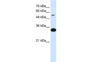 WB Suggested Anti-A1BG  Antibody Titration: 0. (A1BG 抗体  (N-Term))