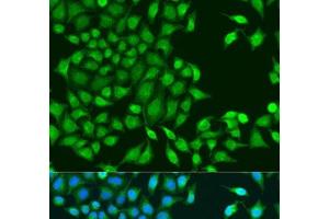 Immunofluorescence analysis of U2OS cells using RUVBL1 Polyclonal Antibody at dilution of 1:100. (RUVBL1 抗体)