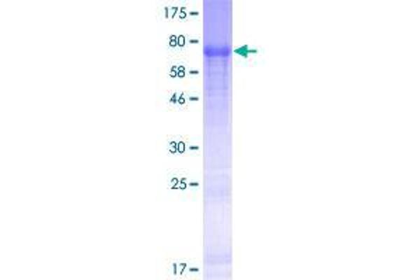 FAM149B1 Protein (AA 1-422) (GST tag)