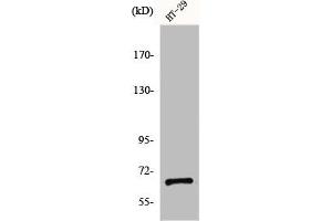 Western Blot analysis of HT29 cells using gp91-phox Polyclonal Antibody (CYBB 抗体  (C-Term))