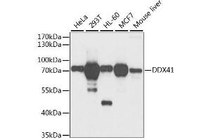 Western blot analysis of extracts of various cell lines, using DDX41 antibody. (DDX41 抗体  (AA 1-300))