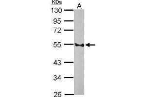 WB Image Sample (50 ug of whole cell lysate) A: Rat brain 10% SDS PAGE antibody diluted at 1:3000 (EDNRB 抗体  (N-Term))
