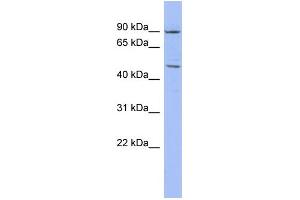 WB Suggested Anti-ZNF569 Antibody Titration:  0. (ZNF569 抗体  (N-Term))