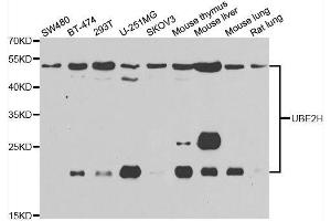 Western blot analysis of extracts of various cell lines, using UBE2H antibody. (UBE2H 抗体  (AA 1-183))