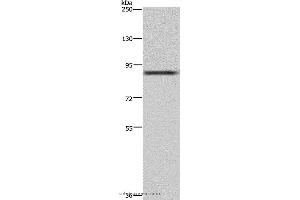 Western blot analysis of 293T cell, using CUL3 Polyclonal Antibody at dilution of 1:250 (Cullin 3 抗体)