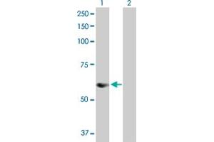 Western Blot analysis of SNX25 expression in transfected 293T cell line by SNX25 MaxPab polyclonal antibody. (SNX25 抗体  (AA 1-483))