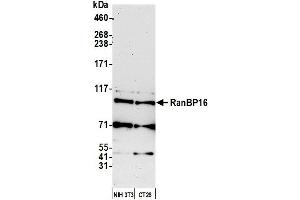 Western Blotting (WB) image for anti-Exportin 7 (XPO7) (AA 1-50) antibody (ABIN7452835) (Exportin 7 抗体  (AA 1-50))