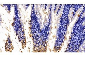 Immunohistochemistry (IHC) image for anti-Intelectin 1 (Galactofuranose Binding) (ITLN1) (AA 28-270) antibody (ABIN7432901)