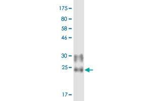 Western Blot detection against Immunogen (19.